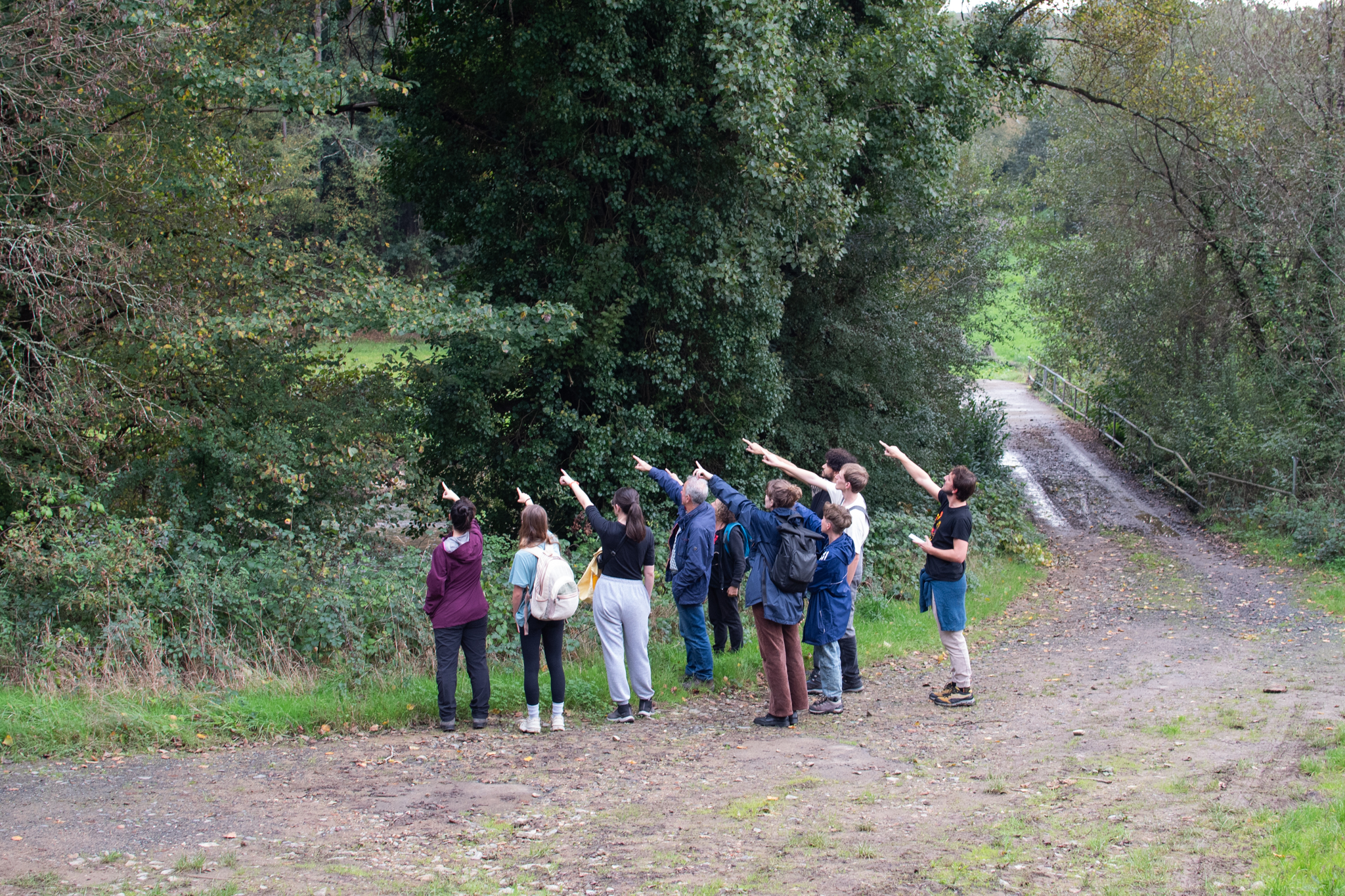 The group pointing out a valuable tree