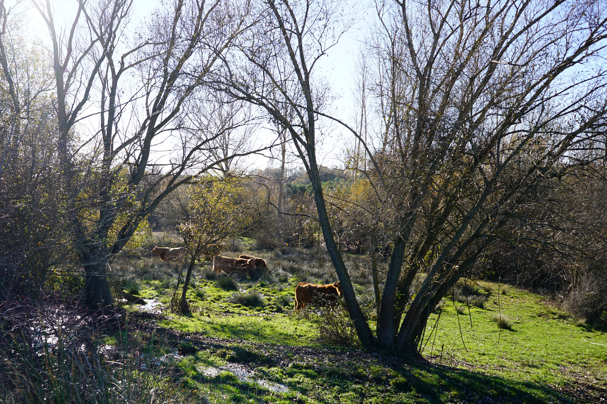 Landscape in the region of La Sobarriba (León), where the project is taking place.