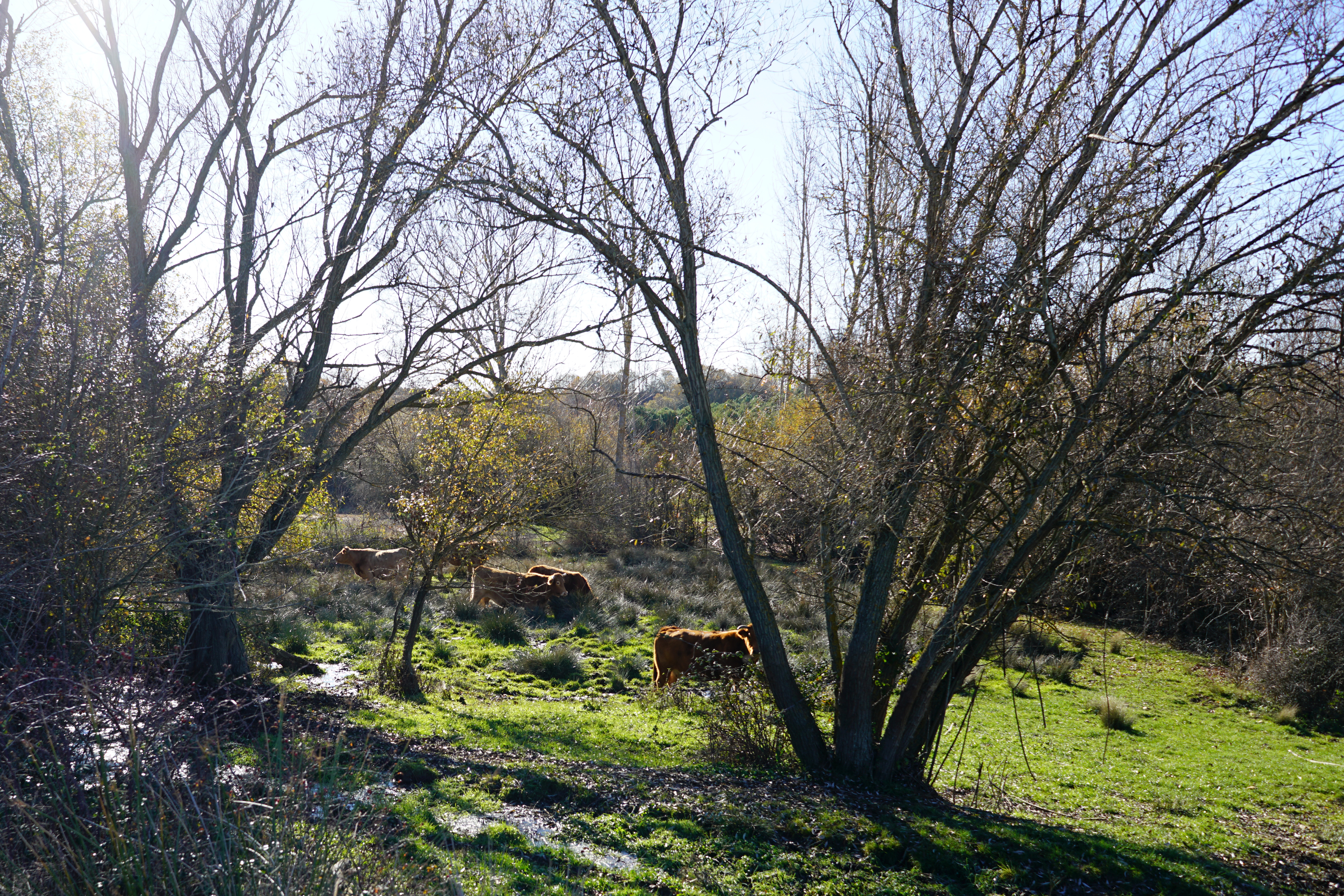Parte del paisaje de la Sobarriba está caracterizado por los animales que la habitan.