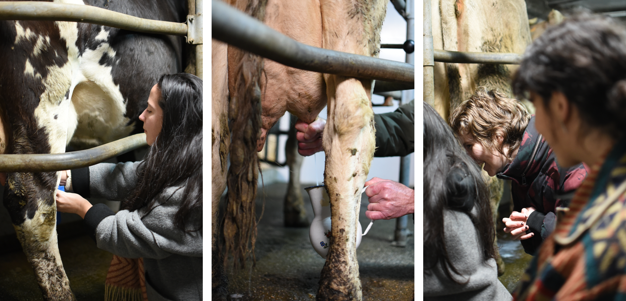 Milking the cows. Photos by Pau Lorenzo