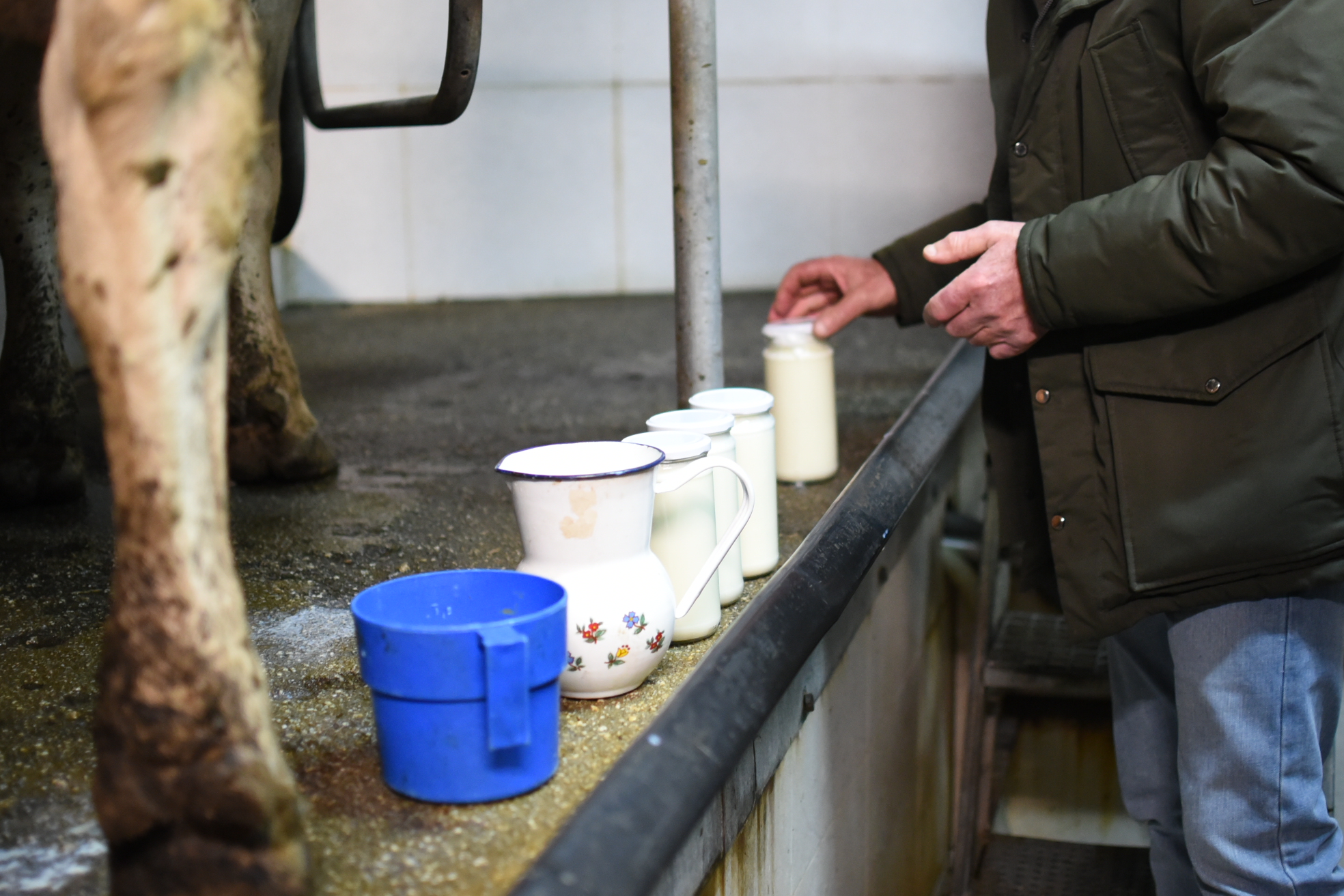 Recollecting the milk. Photo by Pau Lorenzo